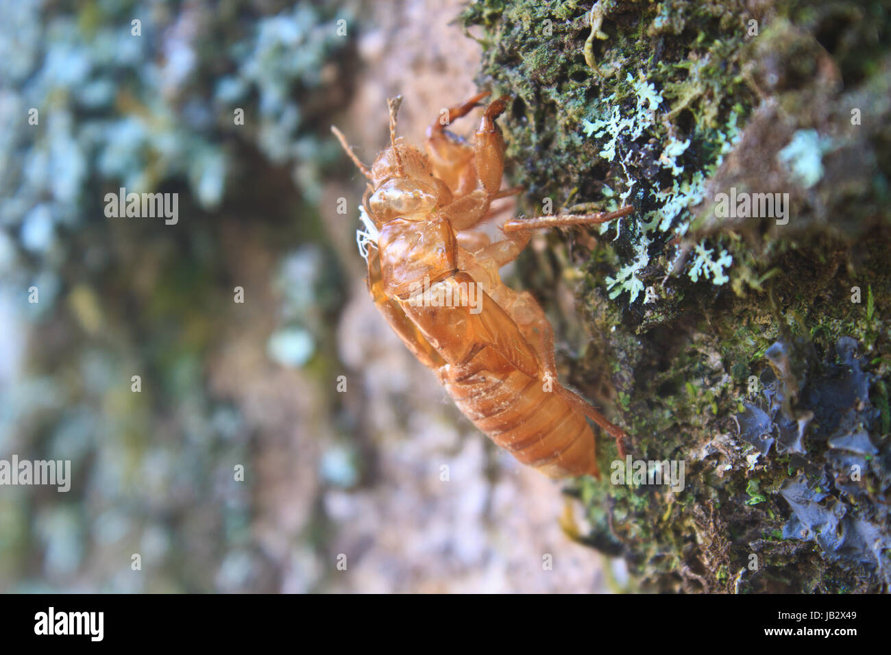 Shell de cigale qui laisser sur l'arbre Banque D'Images