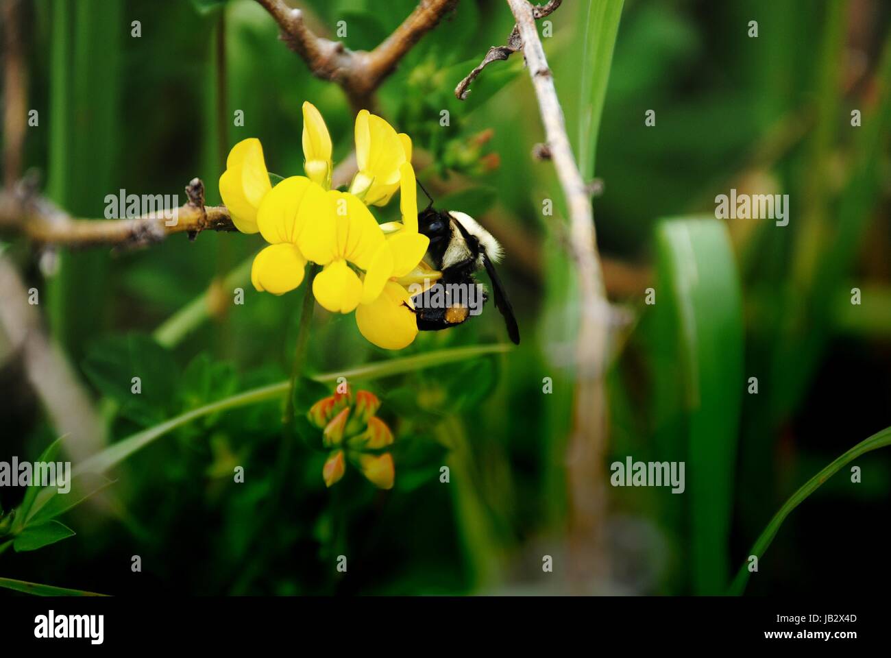 Pris dans l'action de la faune Banque D'Images