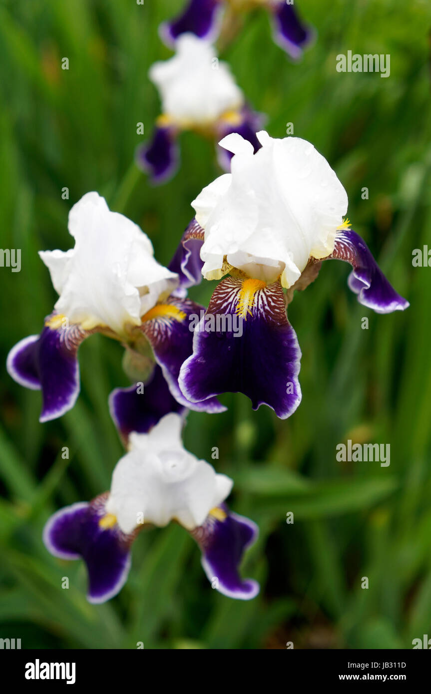 Close up de jaune, violet et blanc au printemps, les iris barbus, Vancouver, British Columbia, Canada Banque D'Images
