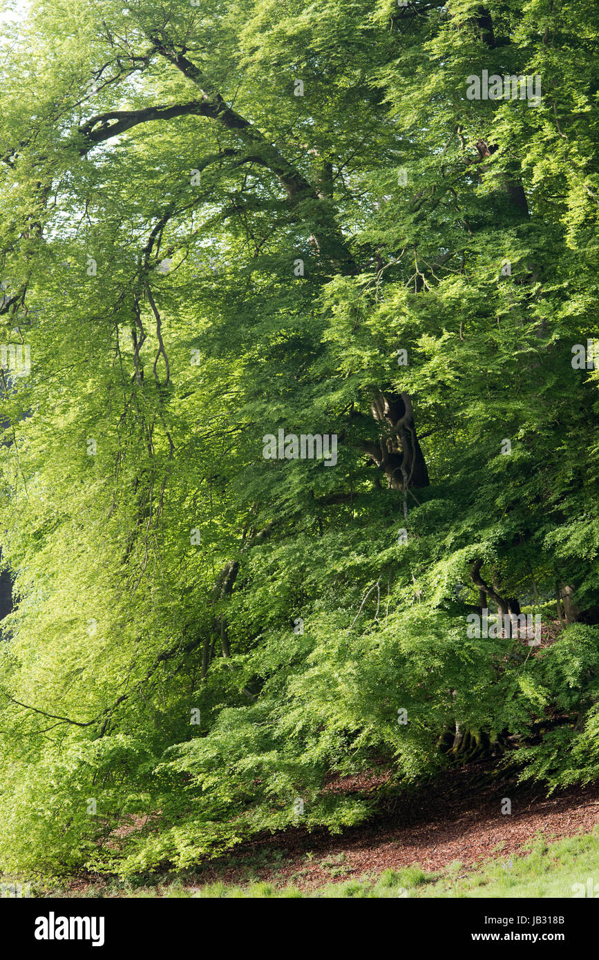 Fagus sylvatica. Beech tree au printemps dans la campagne anglaise. Oxfordshire, Angleterre Banque D'Images