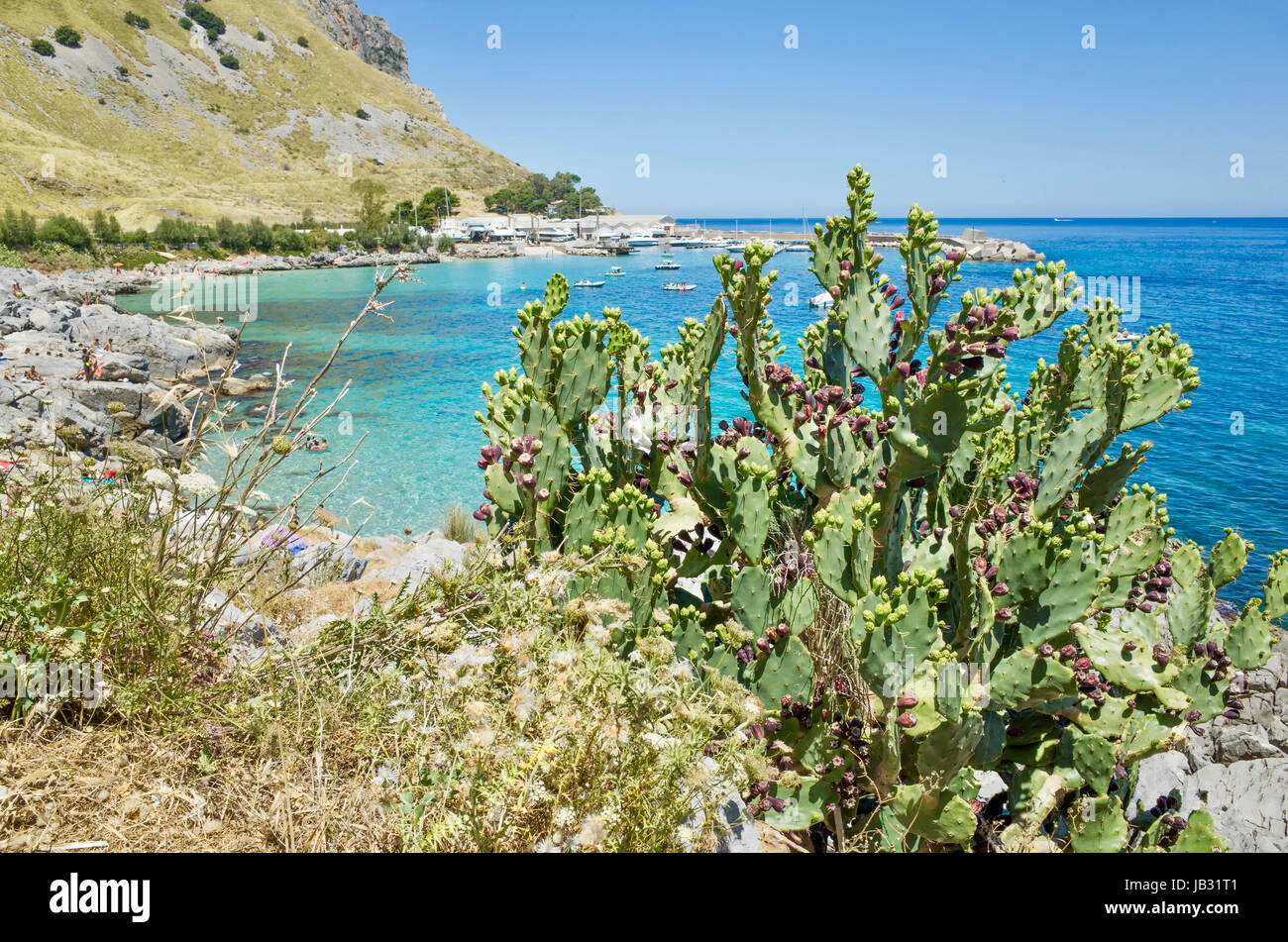 Cactus en Riserva Naturale di Capo Gallo, Mondello, Italie Banque D'Images