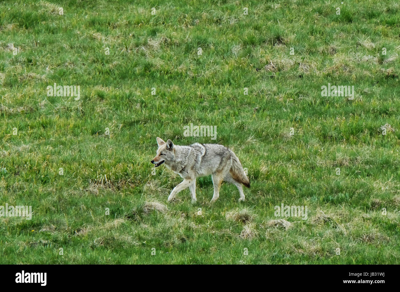 Le Coyote (Canis latrans) traque ses proies près de la rivière Yellowstone, le Parc National de Yellowstone, Wyoming, États-Unis d'Amérique, Amérique du Nord Banque D'Images
