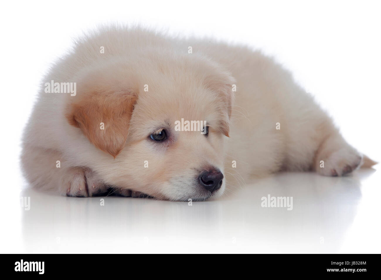 Gentil chien avec des cheveux blancs isolés de couchage Banque D'Images