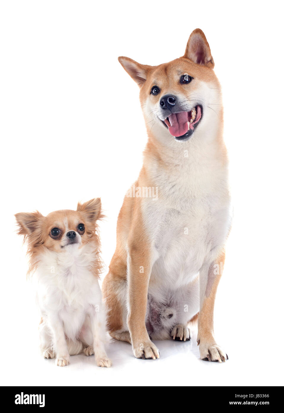 Shiba Inu et chihuahua in front of white background Banque D'Images