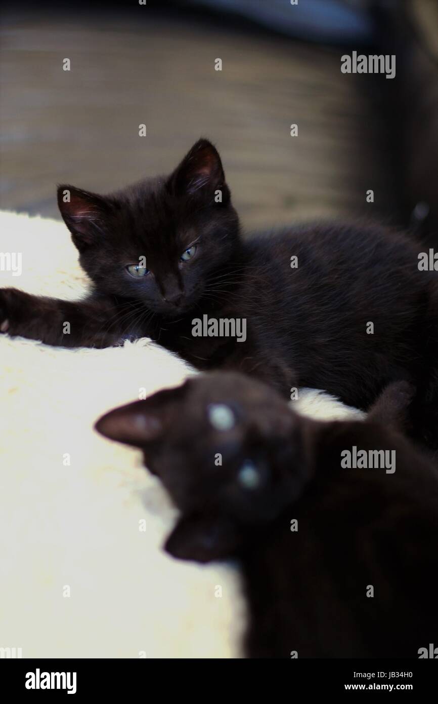 Deux Chats Noirs Se Prelassent Au Soleil Les Chatons Noirs Concept Connexion Freres Jumeaux Ensemble Les Meilleurs Amis Photo Stock Alamy Deux Chats Noirs Se Prelassent Au Soleil Les Chatons Noirs Concept Connexion Freres Jumeaux Ensemble Les Meilleurs Amis Photo Stock Alamy