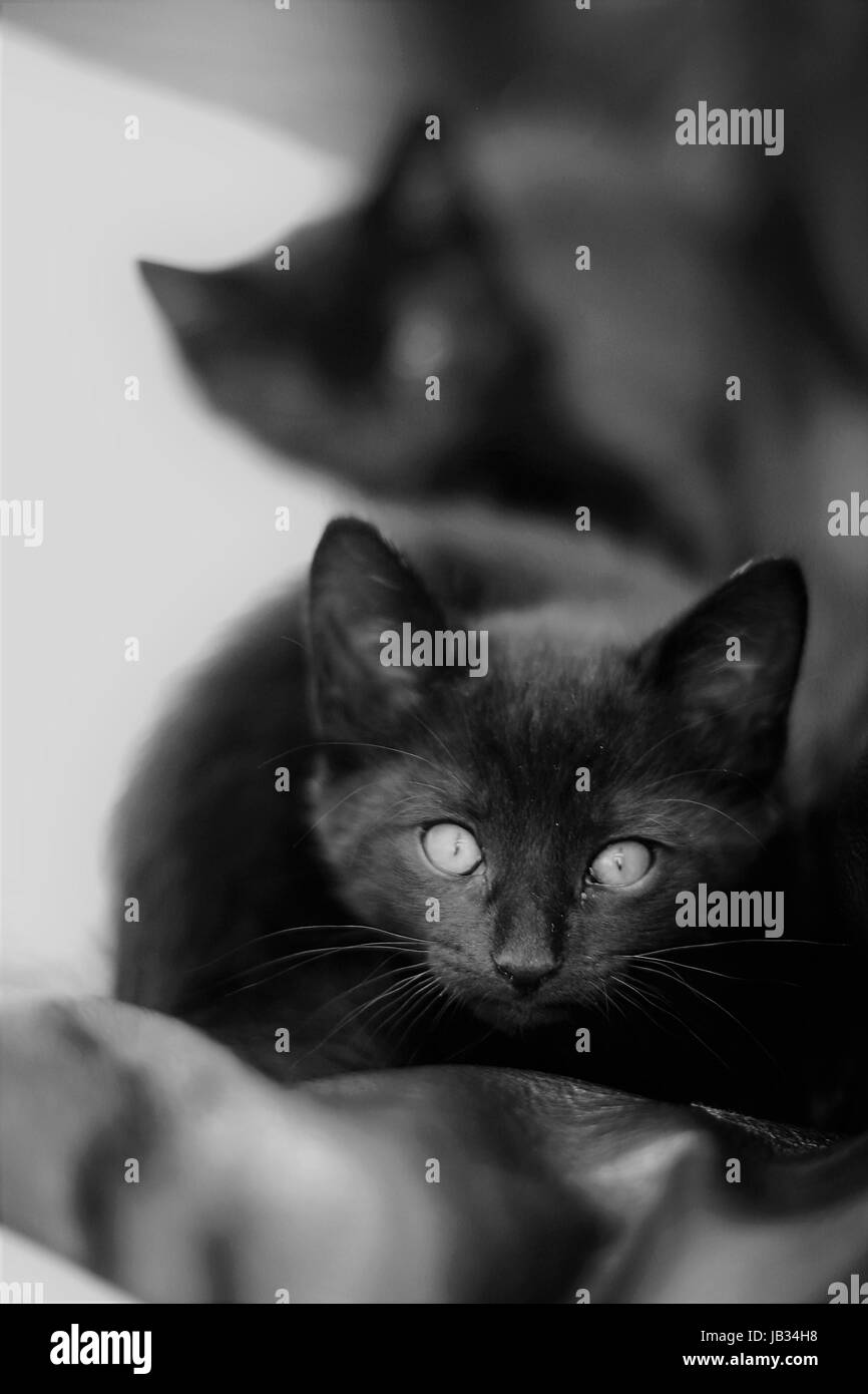 Deux petits chatons noir couché sur un coussin à la somnolente et réfrigérés Banque D'Images