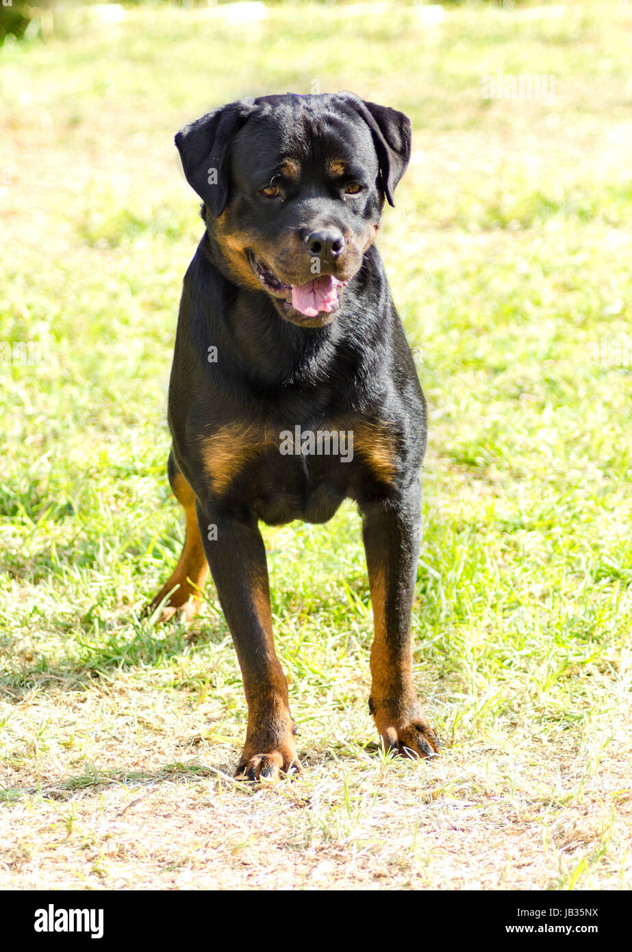 Un sain, robuste et fièrement à la queue de chien Rottweiler avec station debout sur l'herbe. Rotweillers sont bien connus pour être des chiens intelligents et très bons protecteurs. Banque D'Images