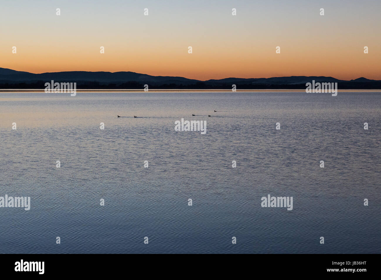 Un crépuscule à un lac, avec des canards et des sentiers sur l'eau Banque D'Images