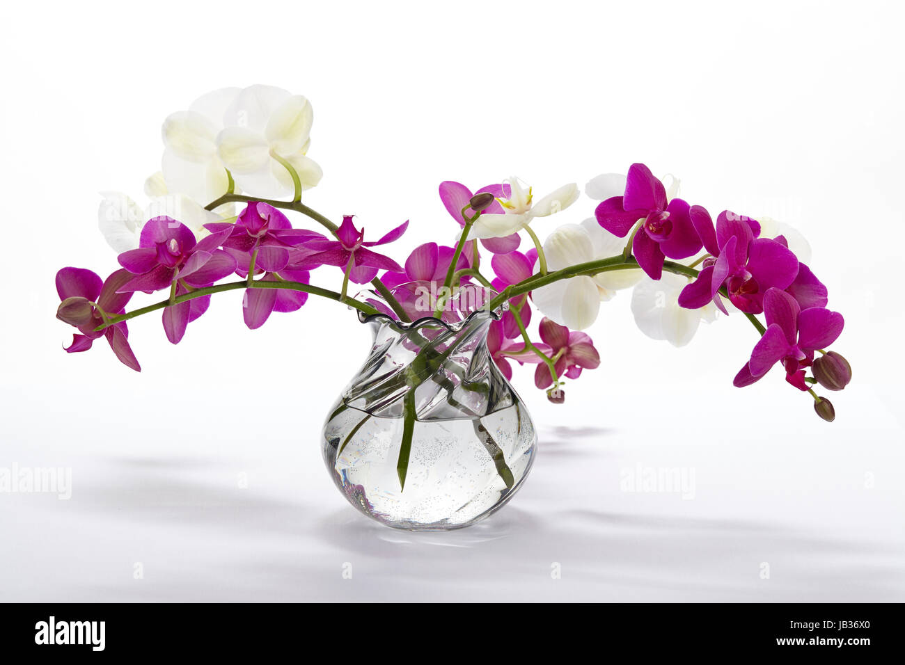 Un bouquet d'orchidées blanches et mauves dans un vase. Banque D'Images