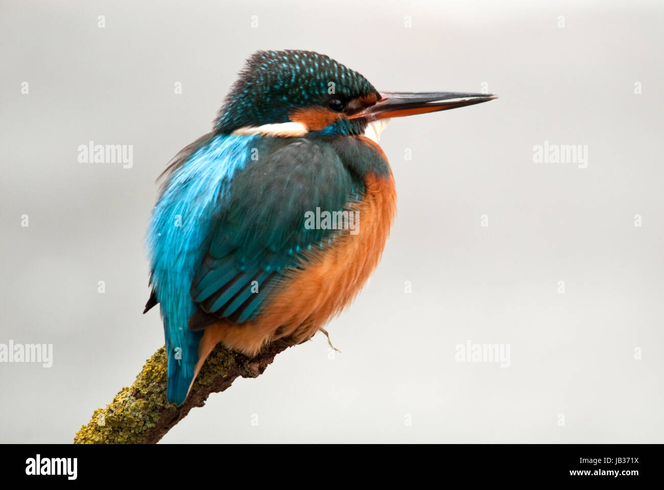 Kingfisher en hiver Banque D'Images