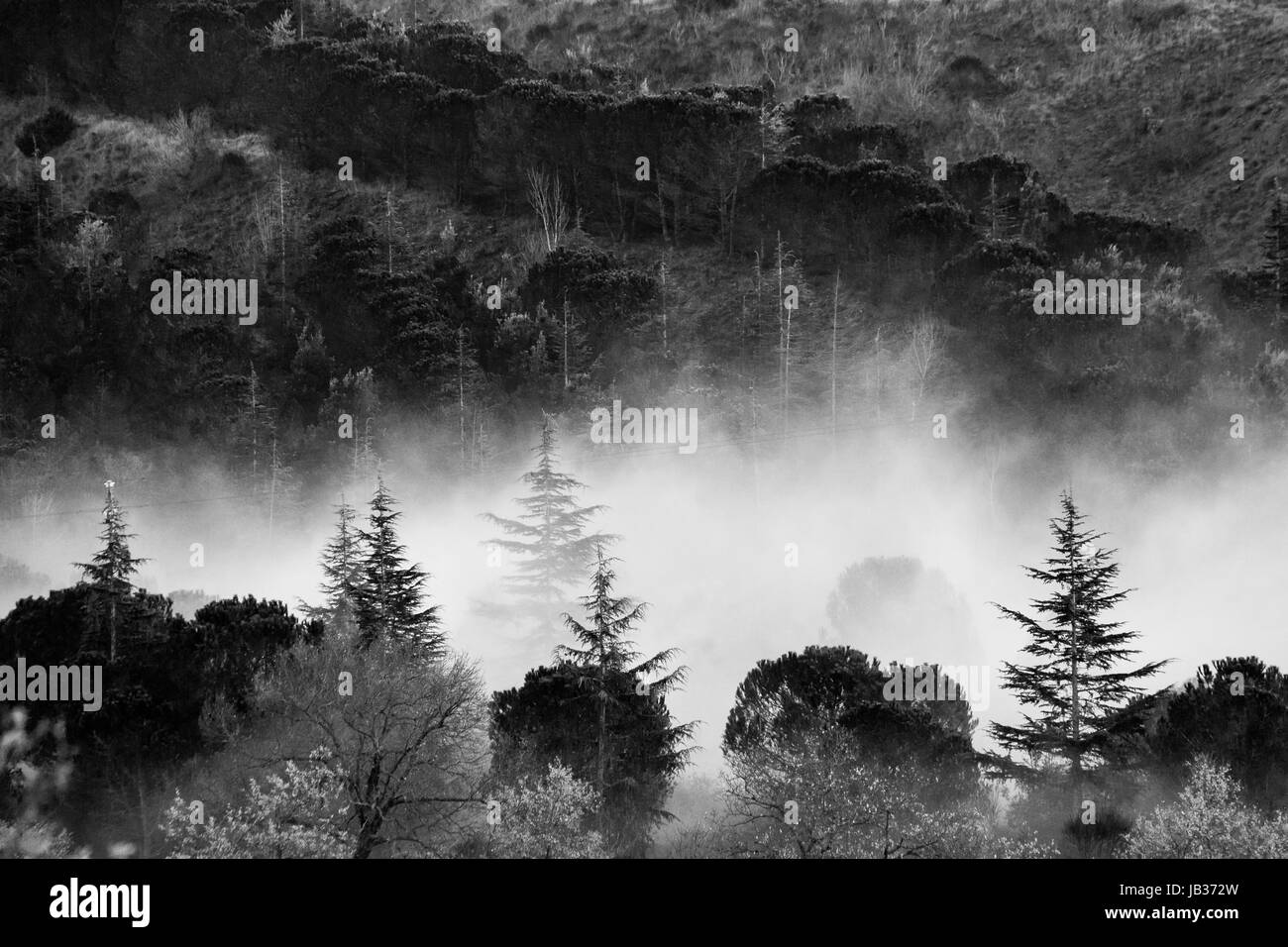 Des arbres dans un bois avec un peu de brouillard au milieu Banque D'Images
