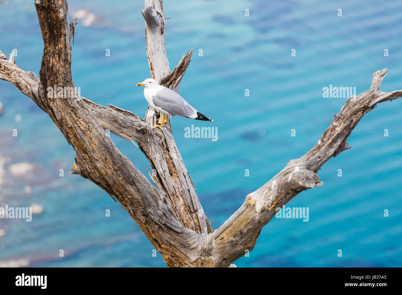 Mouette debout sur arbre mort, branche, bois Banque D'Images