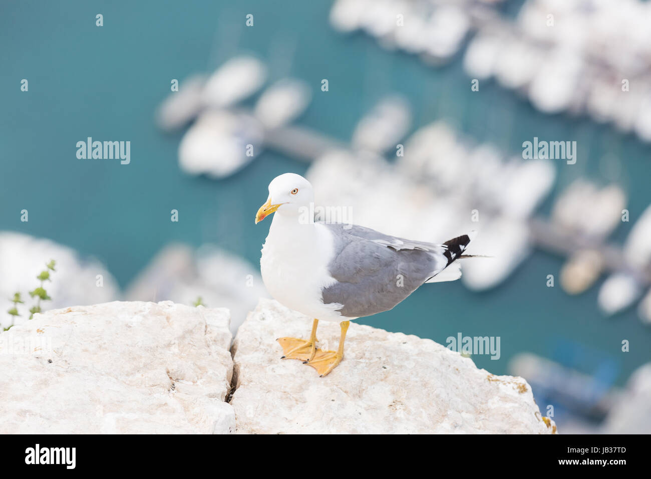 Seagull standing on rock Banque D'Images