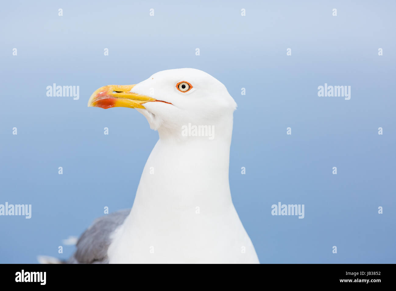 Seagull standing on rock Banque D'Images