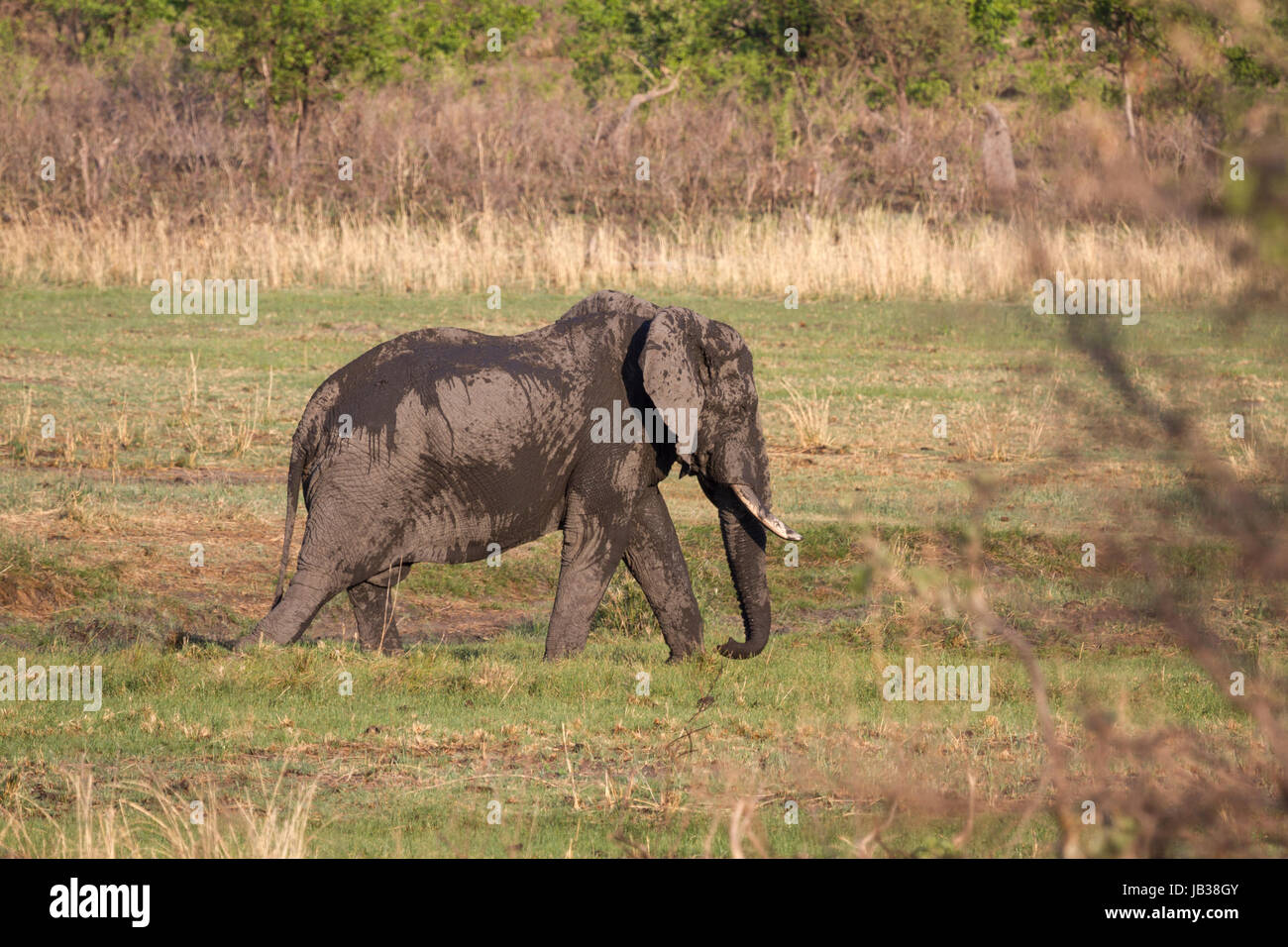 L'éléphant africain (Loxodonta africana) ou bush africain Elephant Banque D'Images