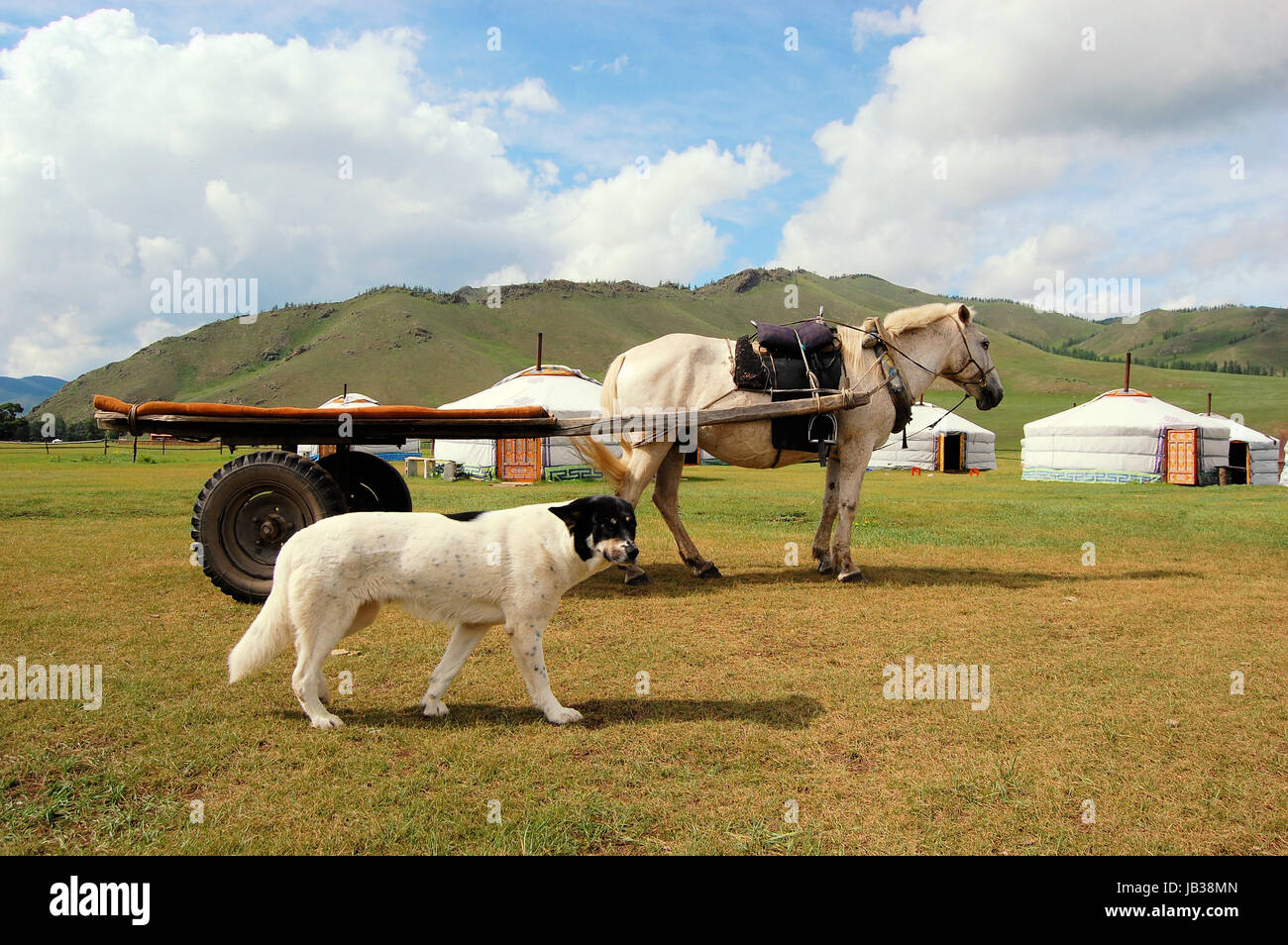 Les animaux chien et cheval dans la steppe de Mongolie en face de yourtes traditionnelles. Banque D'Images