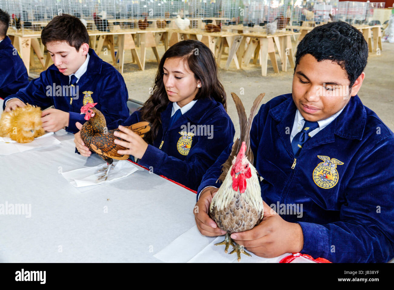 Miami Florida, Tamiami Park, Miami-Dade County Youth Fair & exposition, County fair, animal husbandry, concours de volaille, hispanique latin Latino ethnie imm Banque D'Images