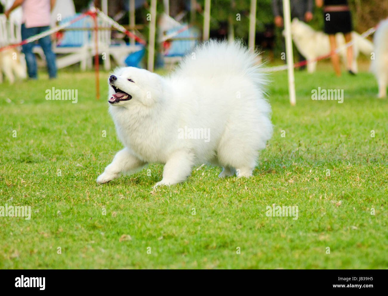 Une Belle Jeune Chien Chiot Samoyede Blanche Debout Sur L Herbe D Aboyer Sammy Le Chien Ressemble A Un Loup Blanc Mais Il Est Tres Doux Sucre Et Souvent Appele Sami Smiley Photo Stock