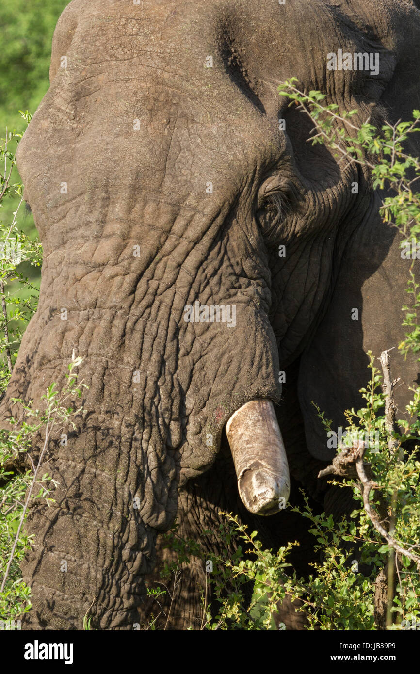 L'éléphant africain (Loxodonta africana) ou bush africain Elephant Banque D'Images