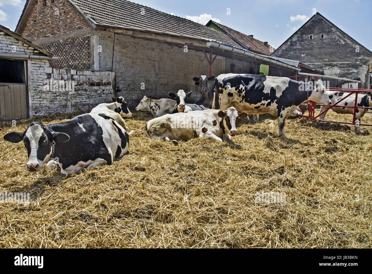 Groupe de vaches et de repos dans les régions rurales de la cud corral. Banque D'Images