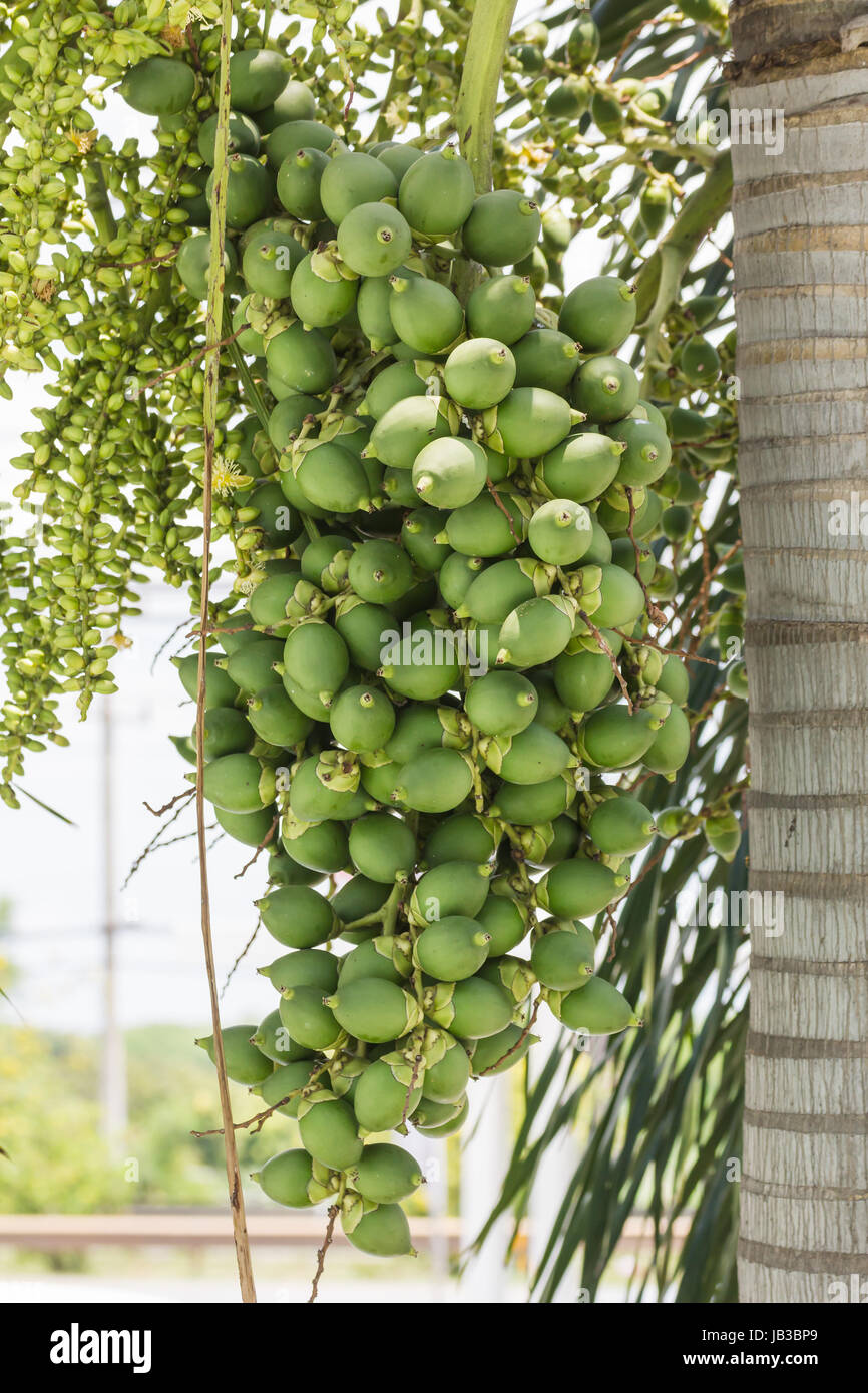 Sont-ca Palm écrou arbre tropical avec fruits verts dans la nature Banque D'Images