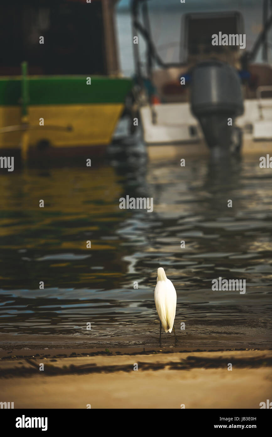 L'observation des oiseaux les bateaux de pêcheur au bord de la mer. Banque D'Images