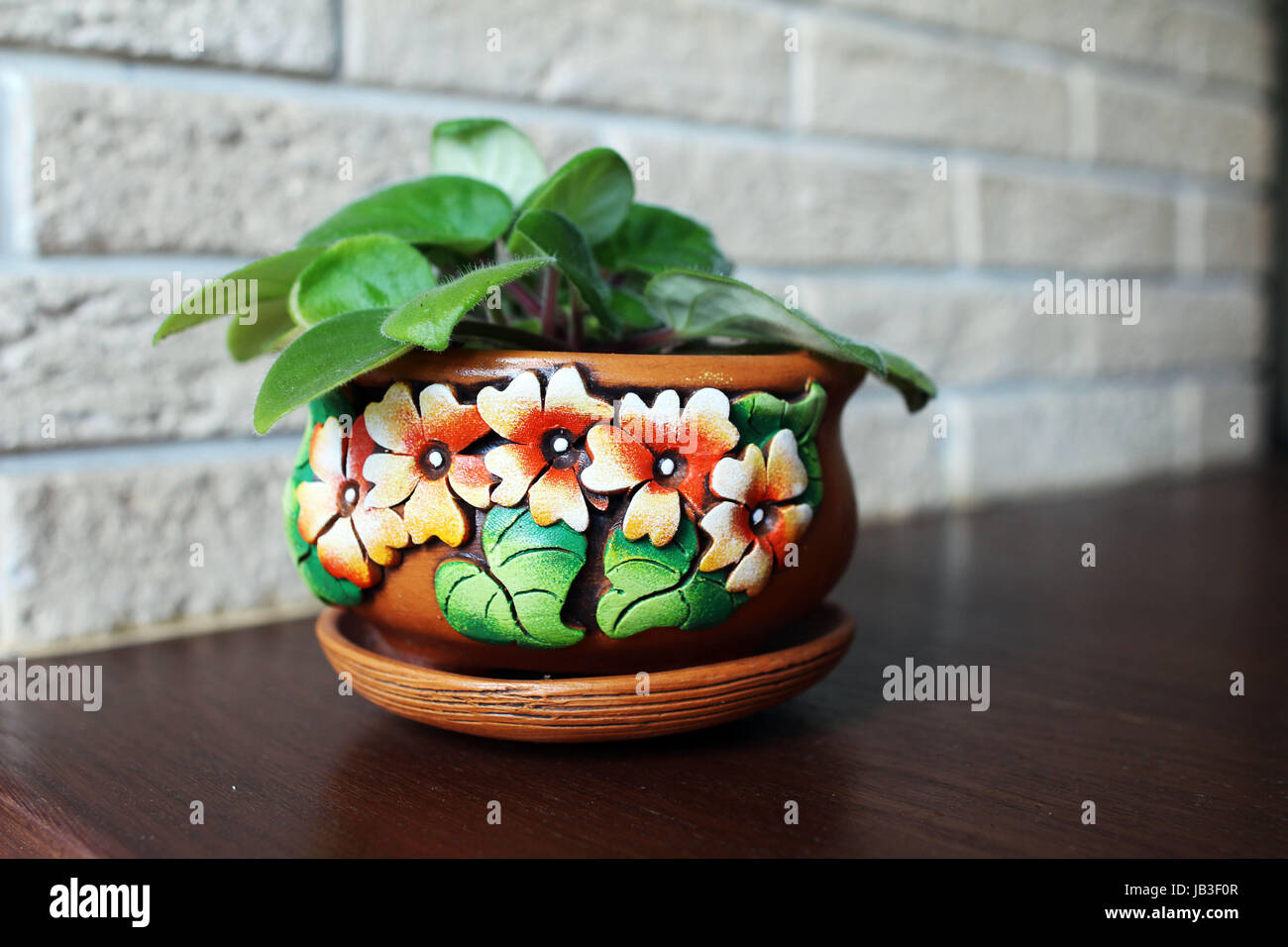 Violette Africaine en pot. Jeune plante dans le pot décoratif, close-up  Photo Stock - Alamy