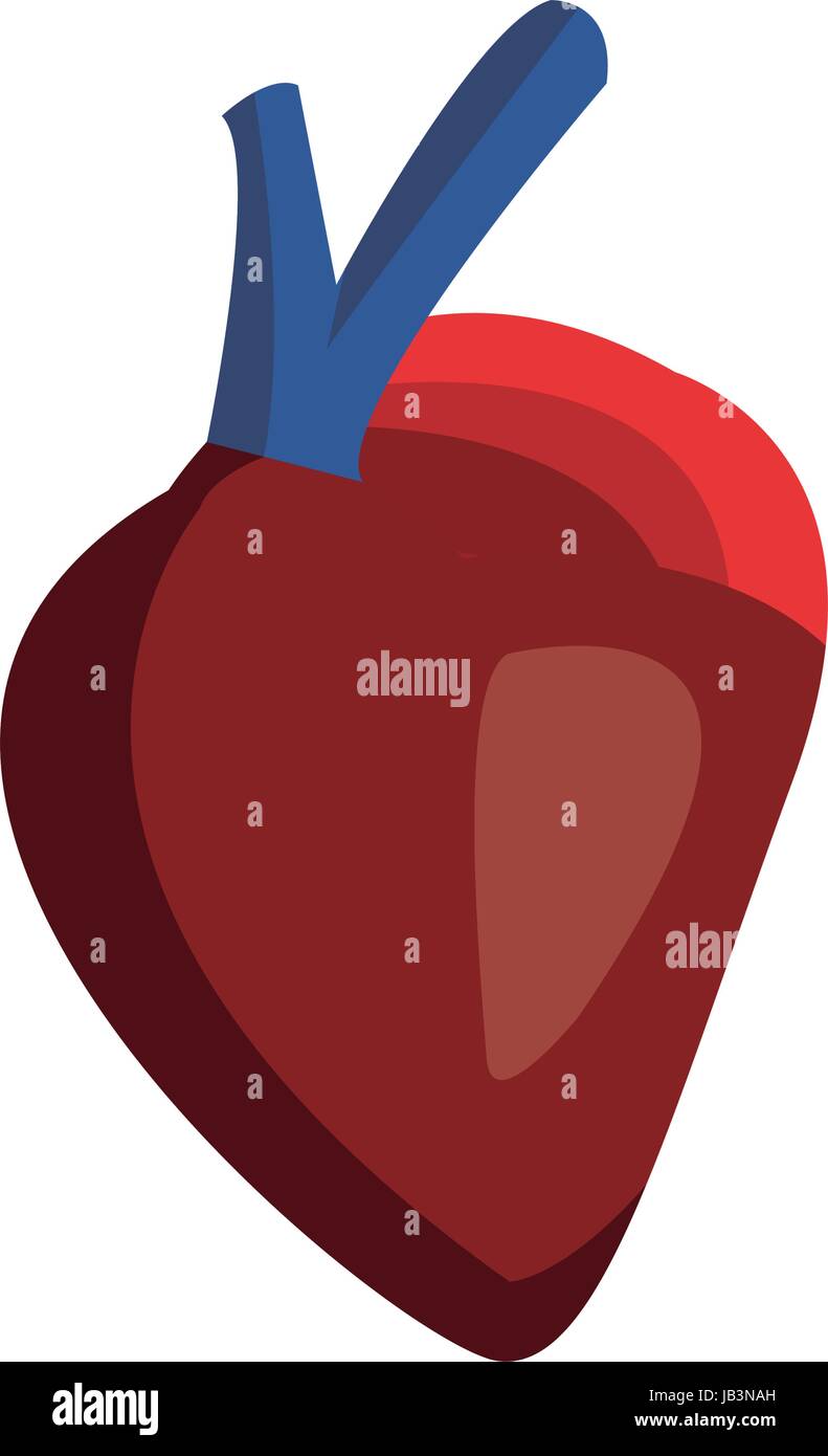 Coeur De Corps Humain Anatomie Cardiologie Medecine Sante Image Vectorielle Stock Alamy Coeur De Corps Humain Anatomie Cardiologie Medecine Sante Image Vectorielle Stock Alamy