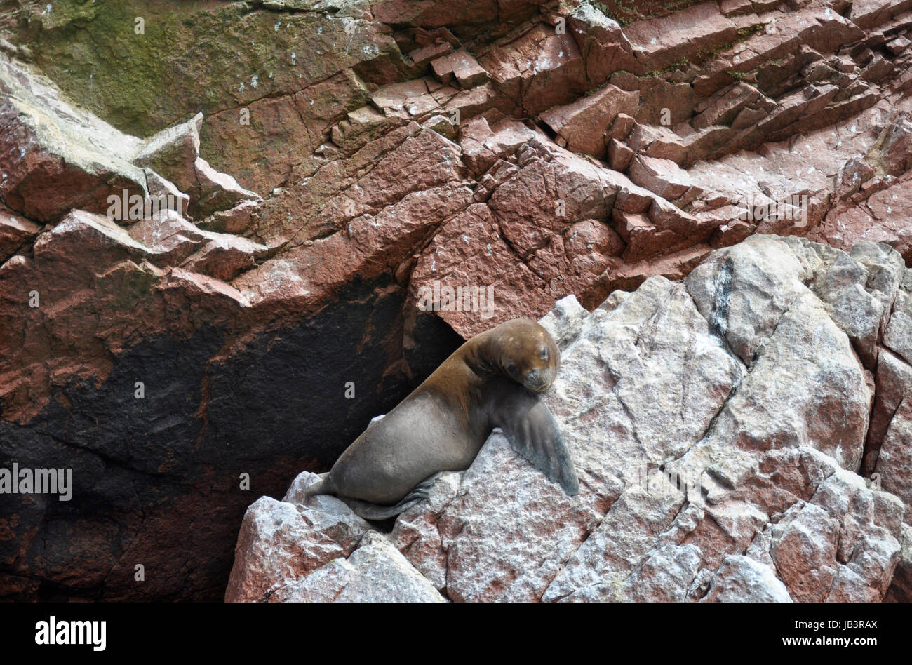 Lobo Marino de dormir sur un rocher Banque D'Images