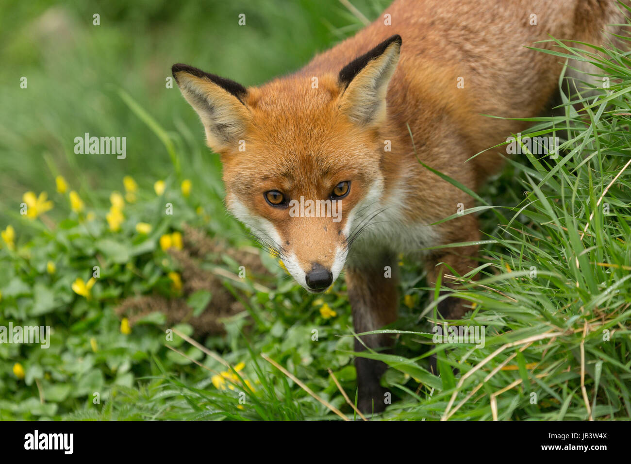 Captiive Red Fox (Vulpes vulpes) debout dans l'herbe à la British Wildlife Centre, Newchapel, Lingfield, Surrey, Royaume-Uni. Banque D'Images