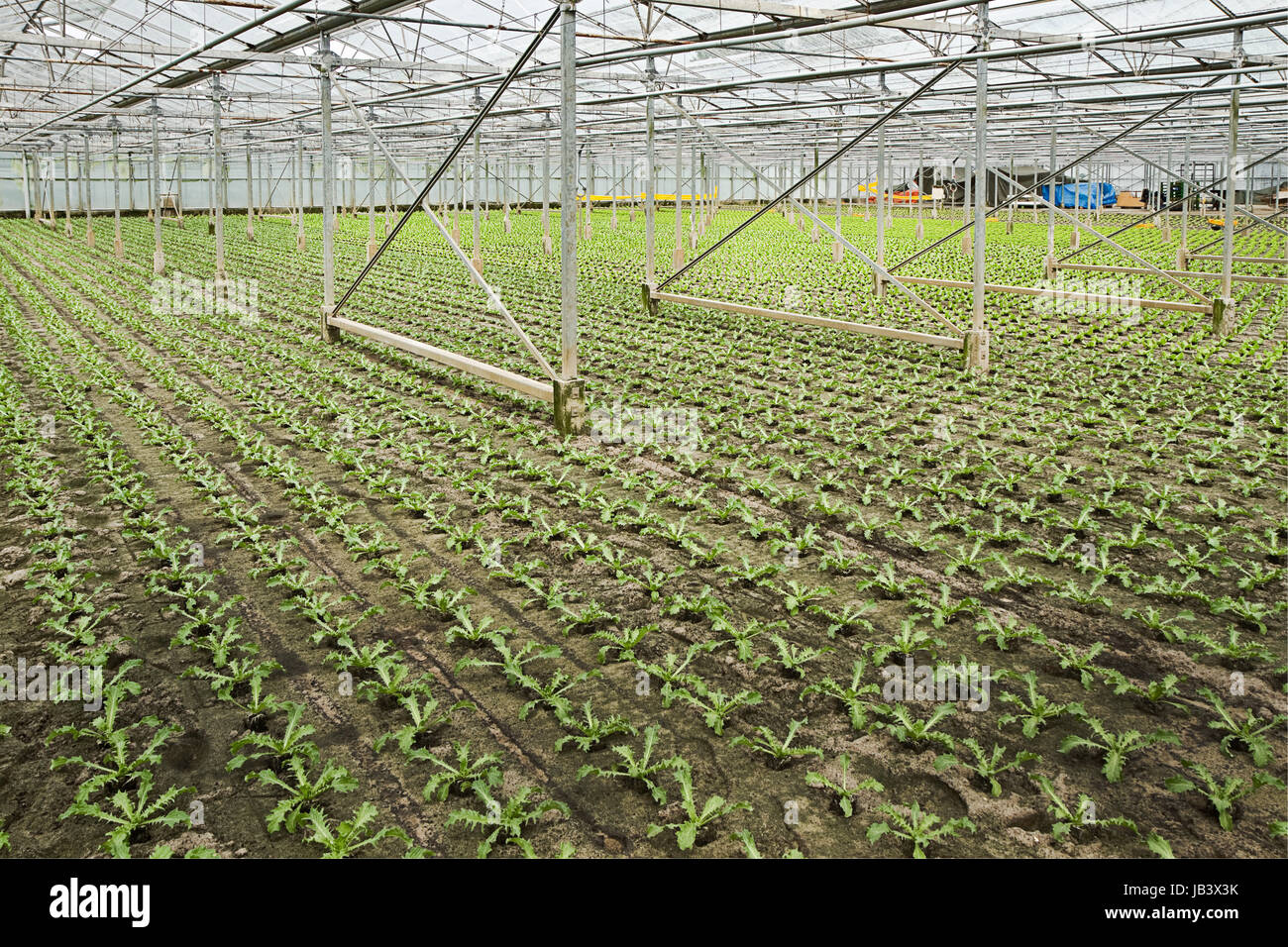 Sommaire La nouvelle plantation de jeunes plantes en serre Andive en été - horizontal Banque D'Images