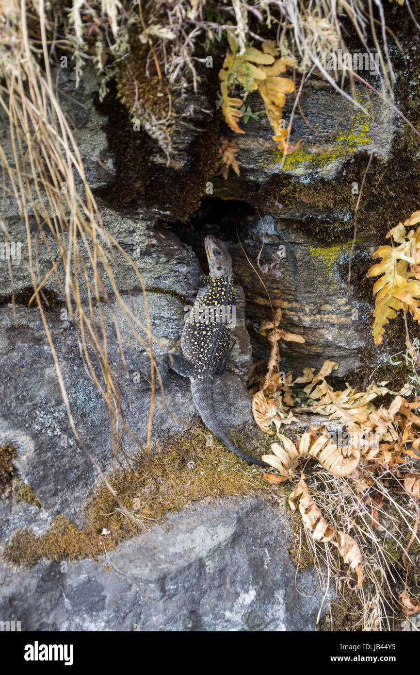 Langtang National Park, au Népal. Le chemin à côté de reptiles Banque D'Images