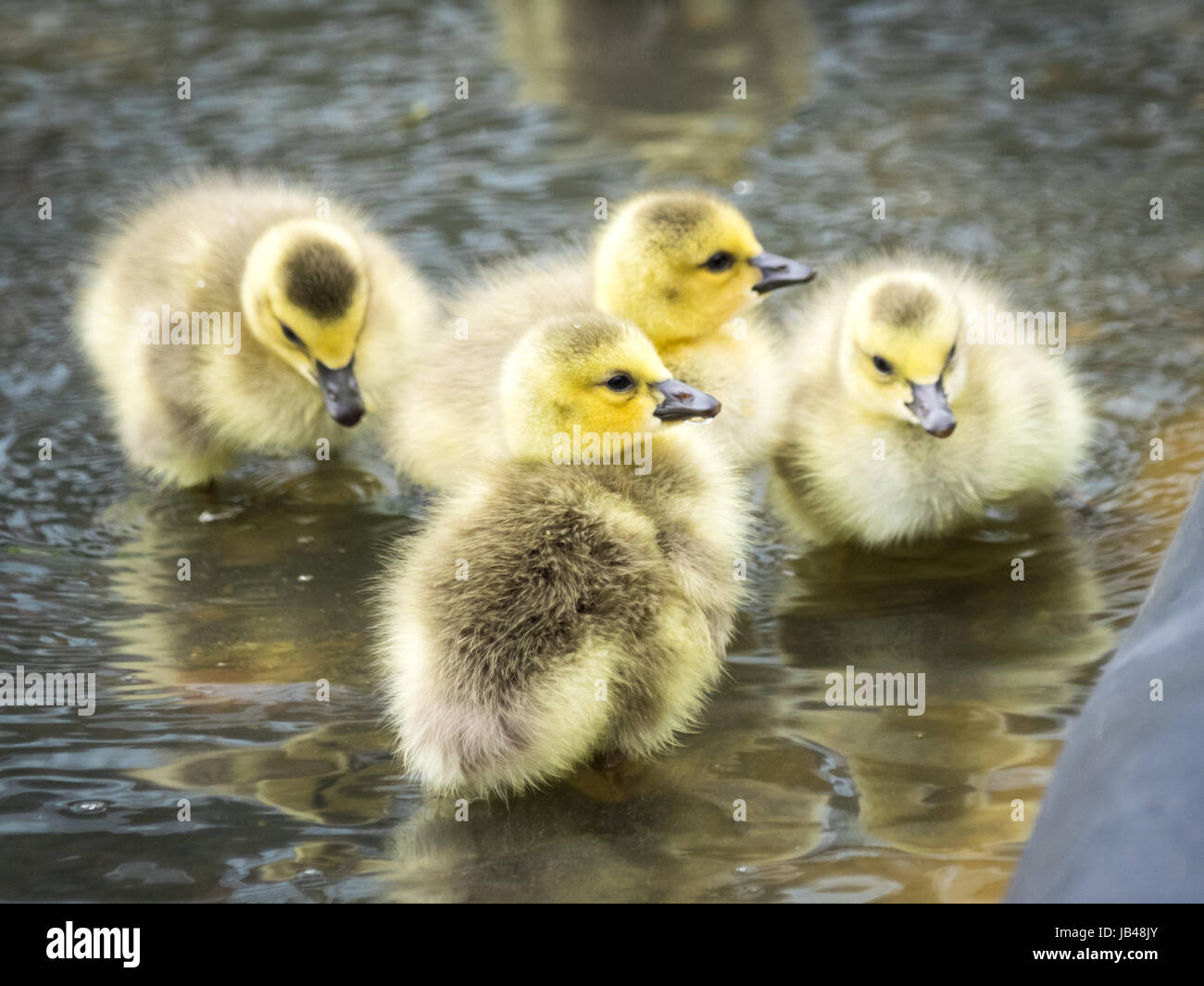 Le nouveau-né, les jours, les oisons bernache du Canada de patauger dans l'eau peu profonde à Century Park à Edmonton, Alberta, Canada. Banque D'Images