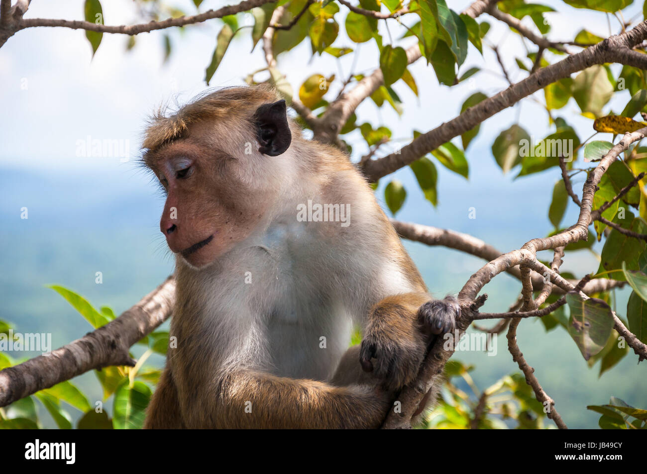Macaque timide qui pose pour photo, Sigiriya, Sri Lanka Banque D'Images