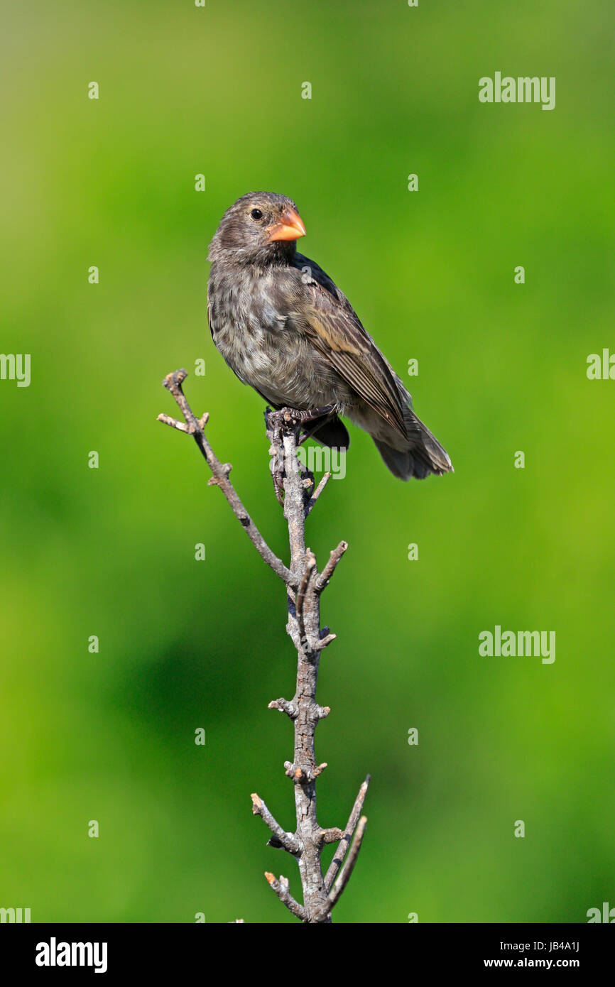 Peut-être une femelle pinson des Galapagos la masse moyenne Finch de Galápagos Banque D'Images