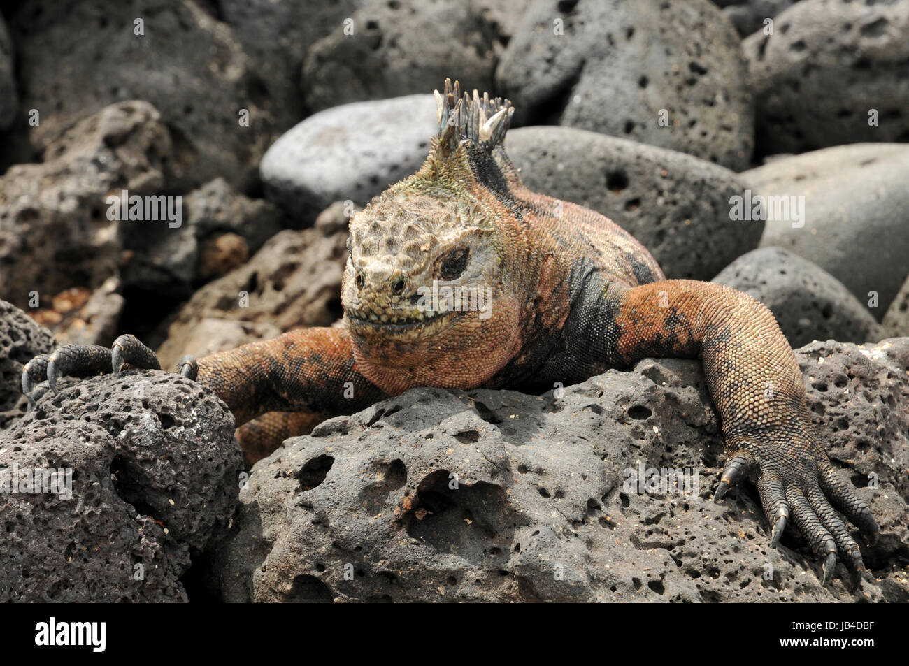 Iguane marin des Galapagos sur Banque D'Images