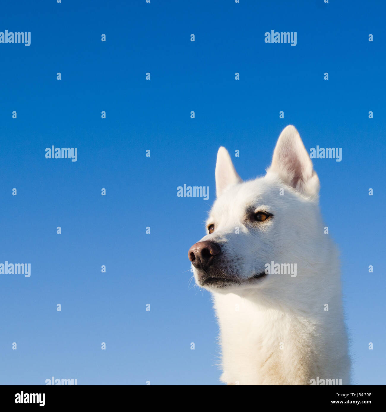 Portrait d'un chien blanc Banque D'Images