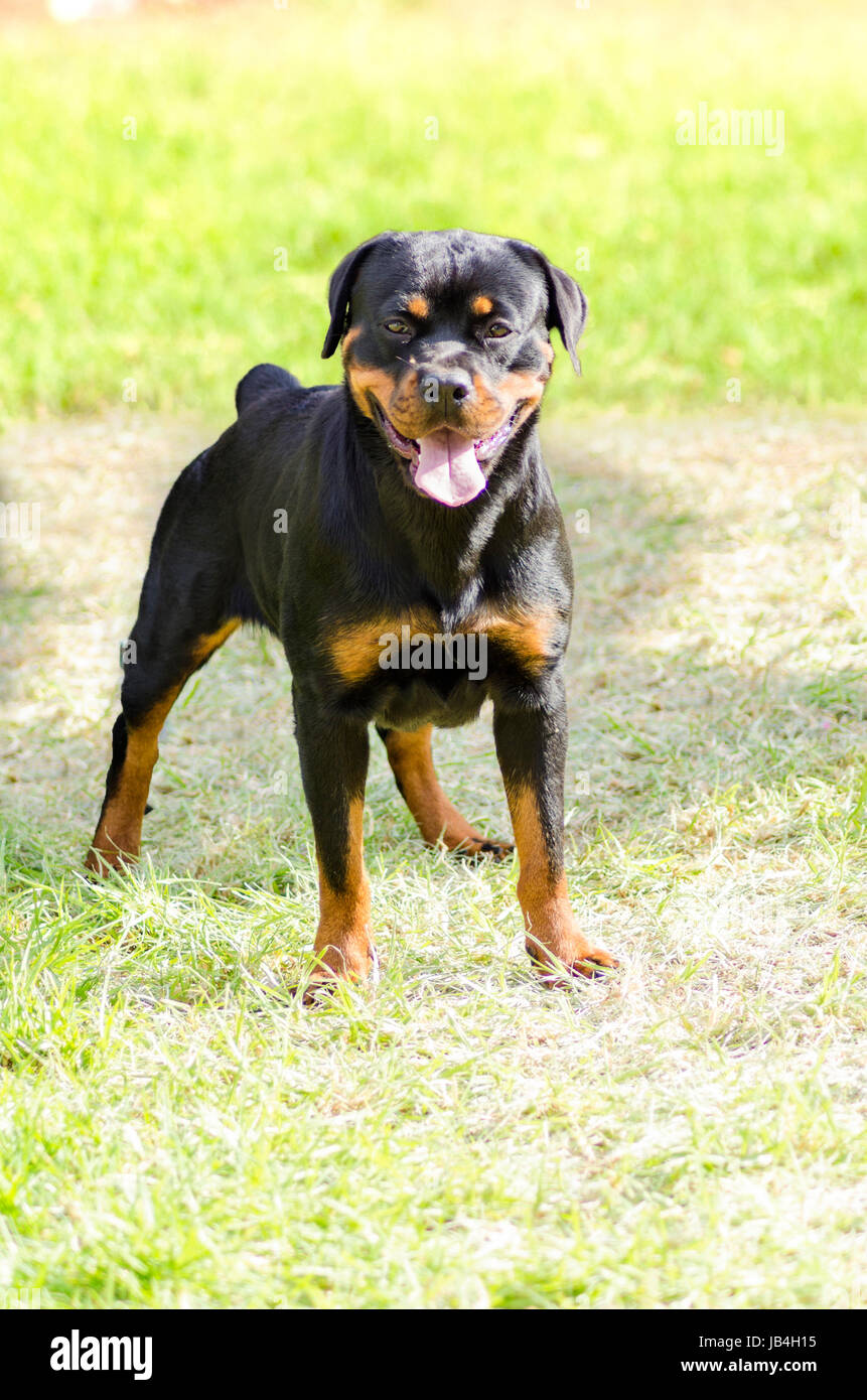 Un sain, robuste et fièrement à la queue de chien Rottweiler avec station debout sur l'herbe. Rotweillers sont bien connus pour être des chiens intelligents et très bons protecteurs. Banque D'Images