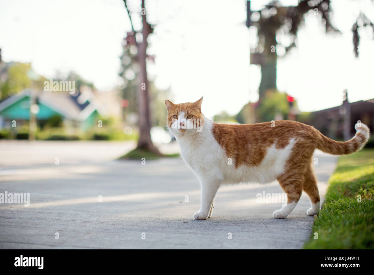 Orange et blanc tabby cat debout sur un trottoir dans un cadre résidentiel, à la dernière caméra. Banque D'Images