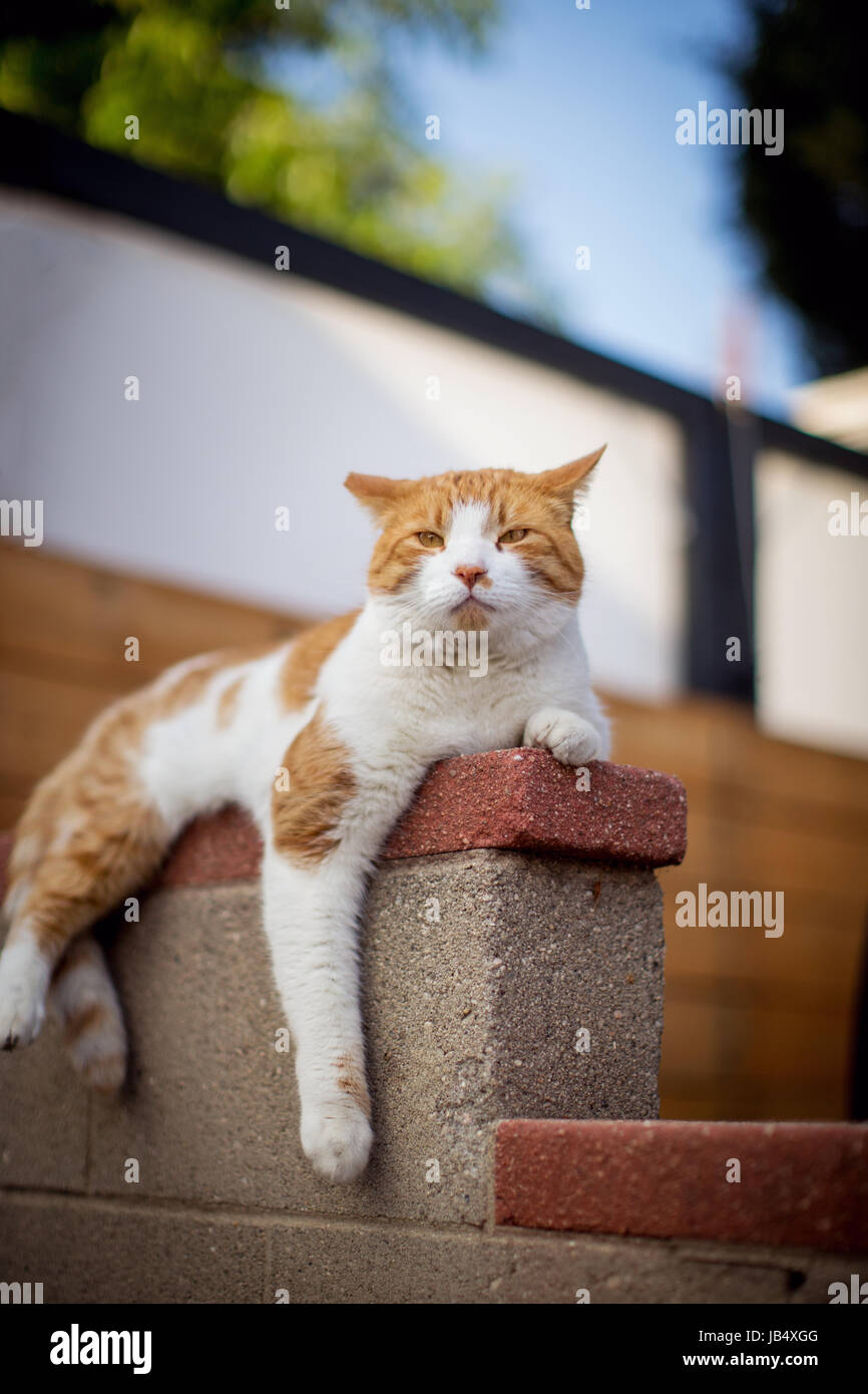 Orange et blanc tabby cat allongé sur un mur en béton dans un quartier avec une expression comique et les jambes pendantes. Banque D'Images