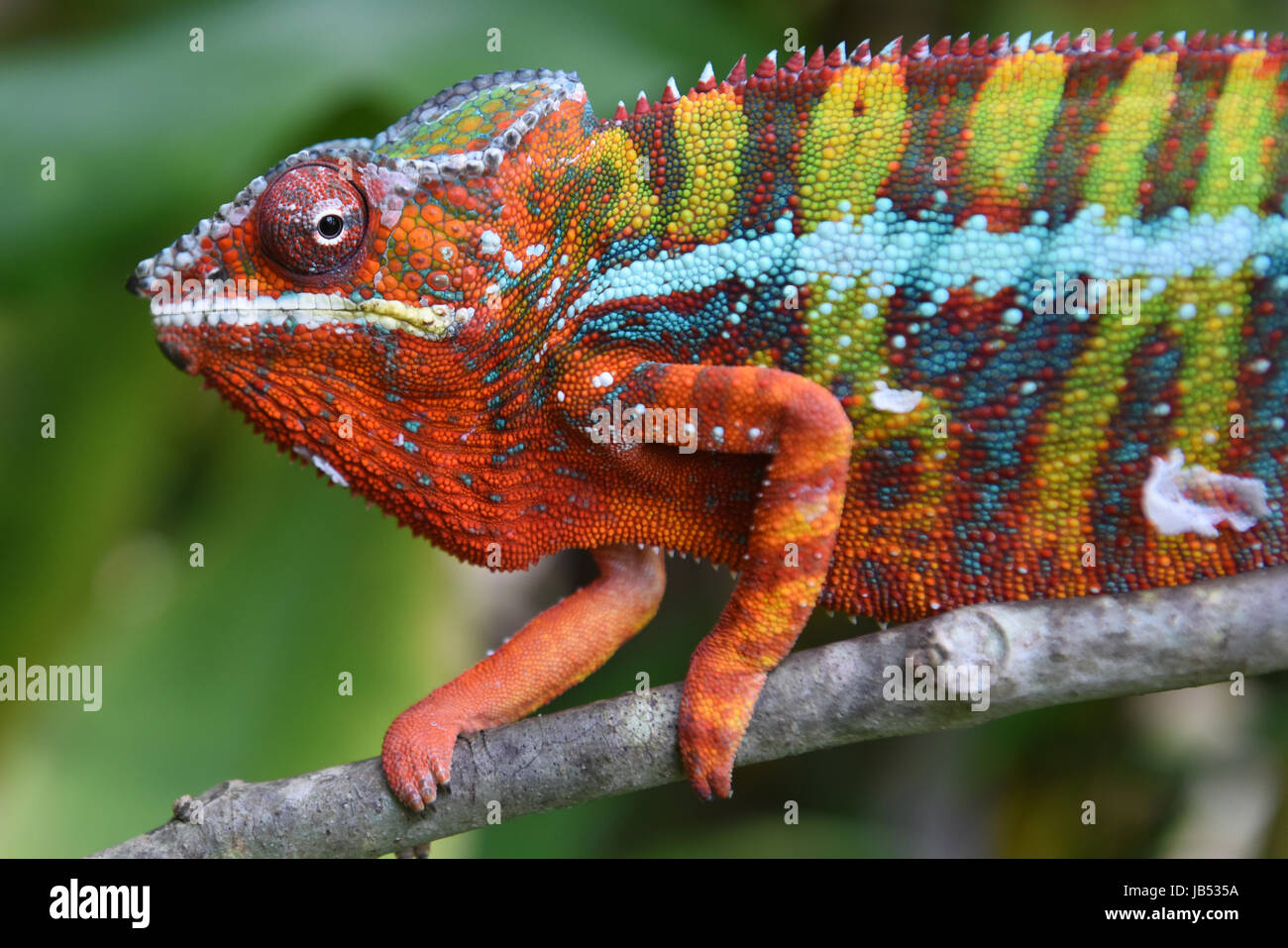 Caméléon Panthère colorée (Furcifer pardalis), Andasibe, Madagascar Banque D'Images