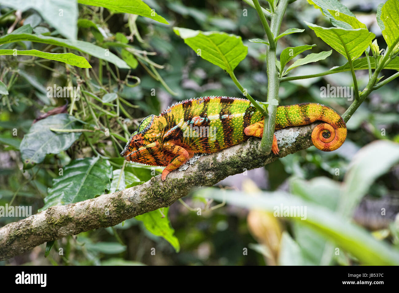 Caméléon Panthère colorée (Furcifer pardalis), Andasibe, Madagascar Banque D'Images