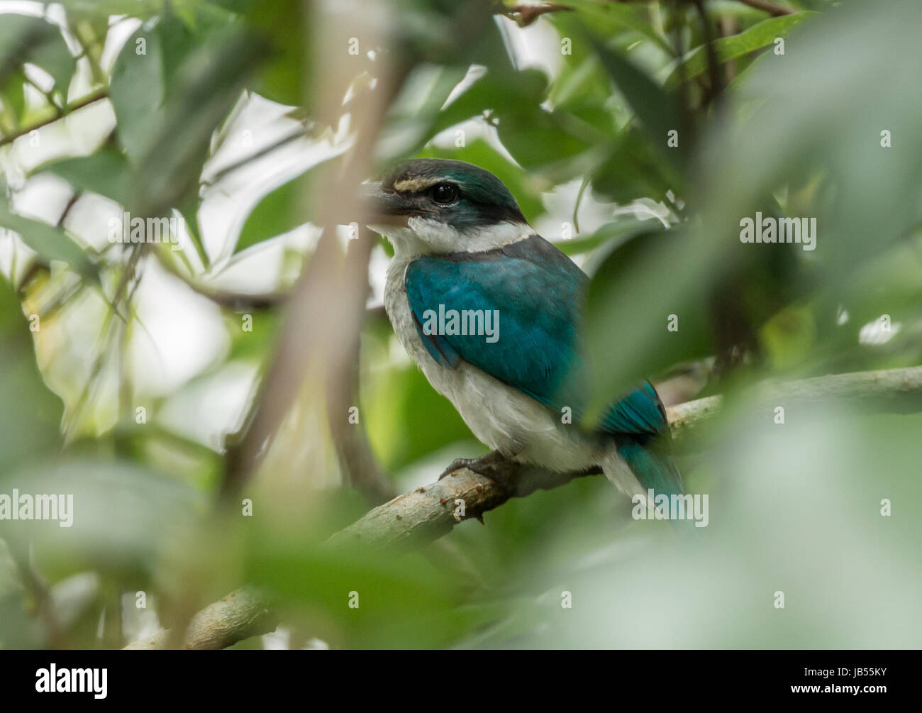 Petit kingfisher perché dans la réserve de sungei buloh à Singapour Banque D'Images