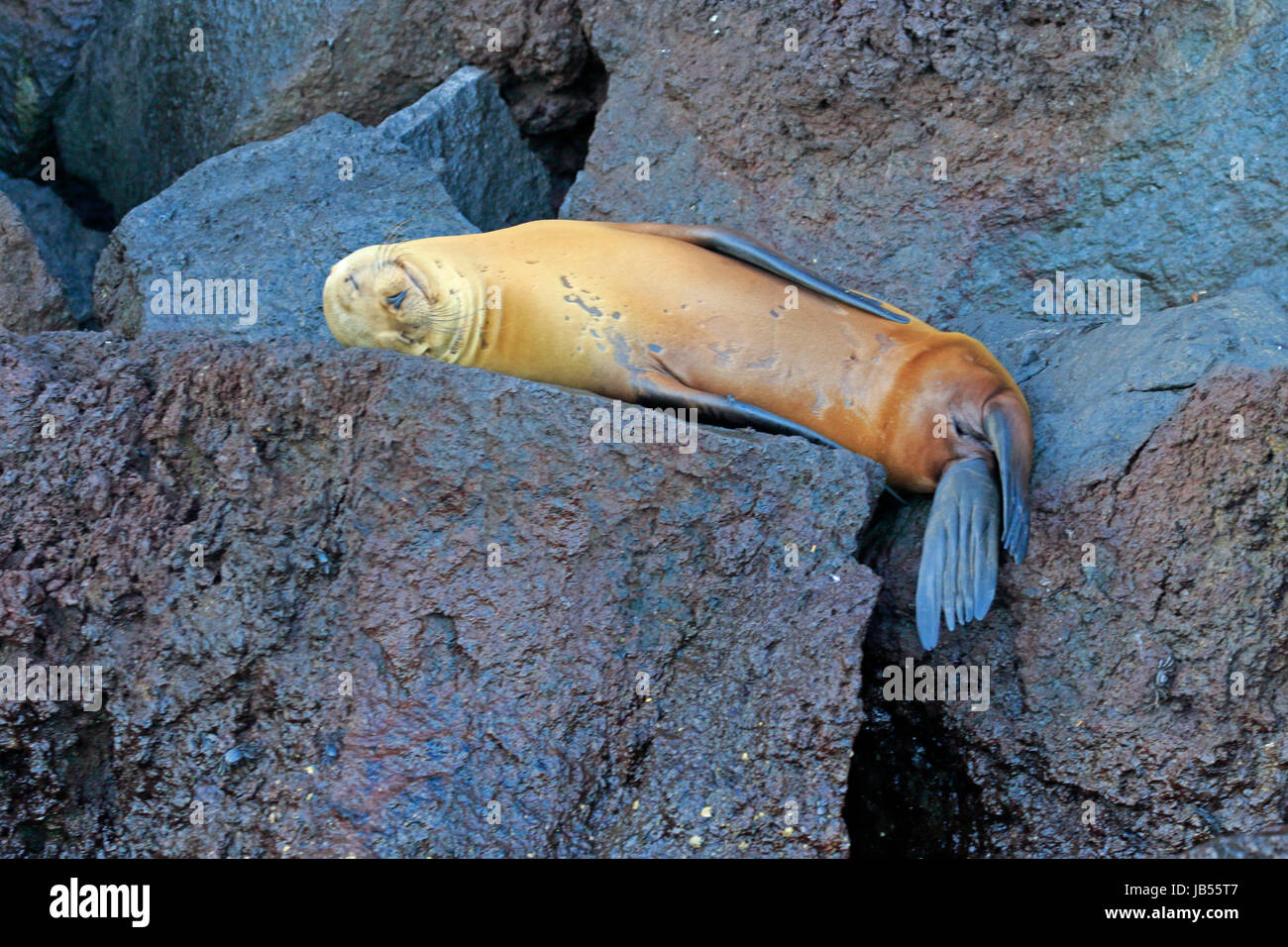 Lion de mer Galapagos endormi sur des roches de lave dans les Galapagos Banque D'Images