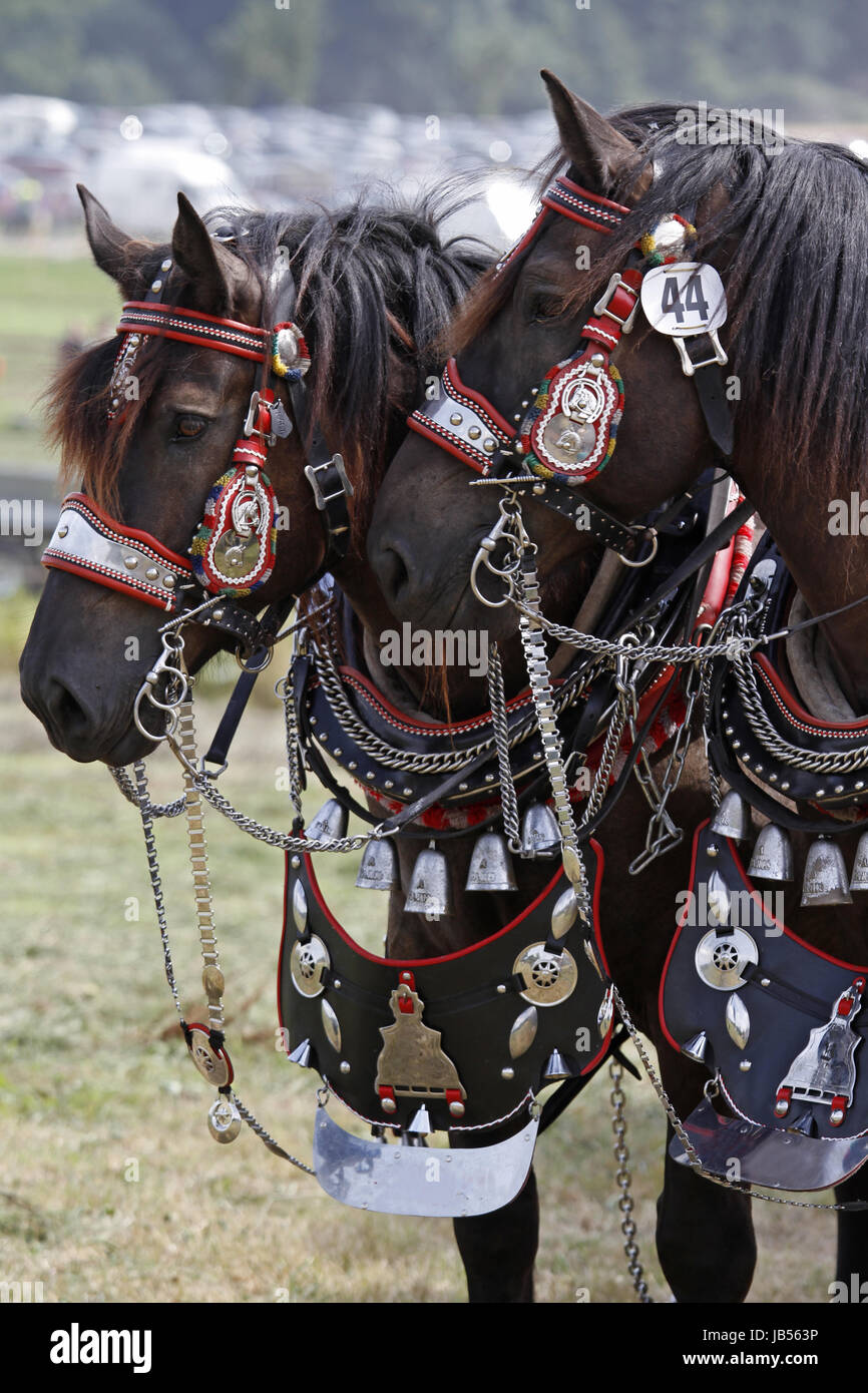 Amerikanische Percheron Banque D'Images