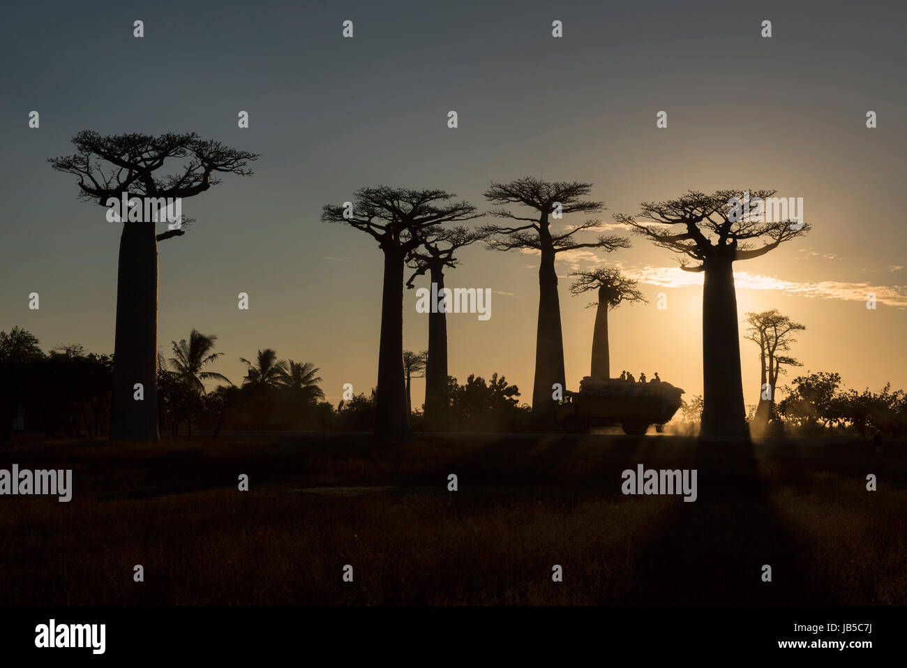 Chariot au coucher du soleil sur l'Avenue des baobabs, Madagascar Banque D'Images