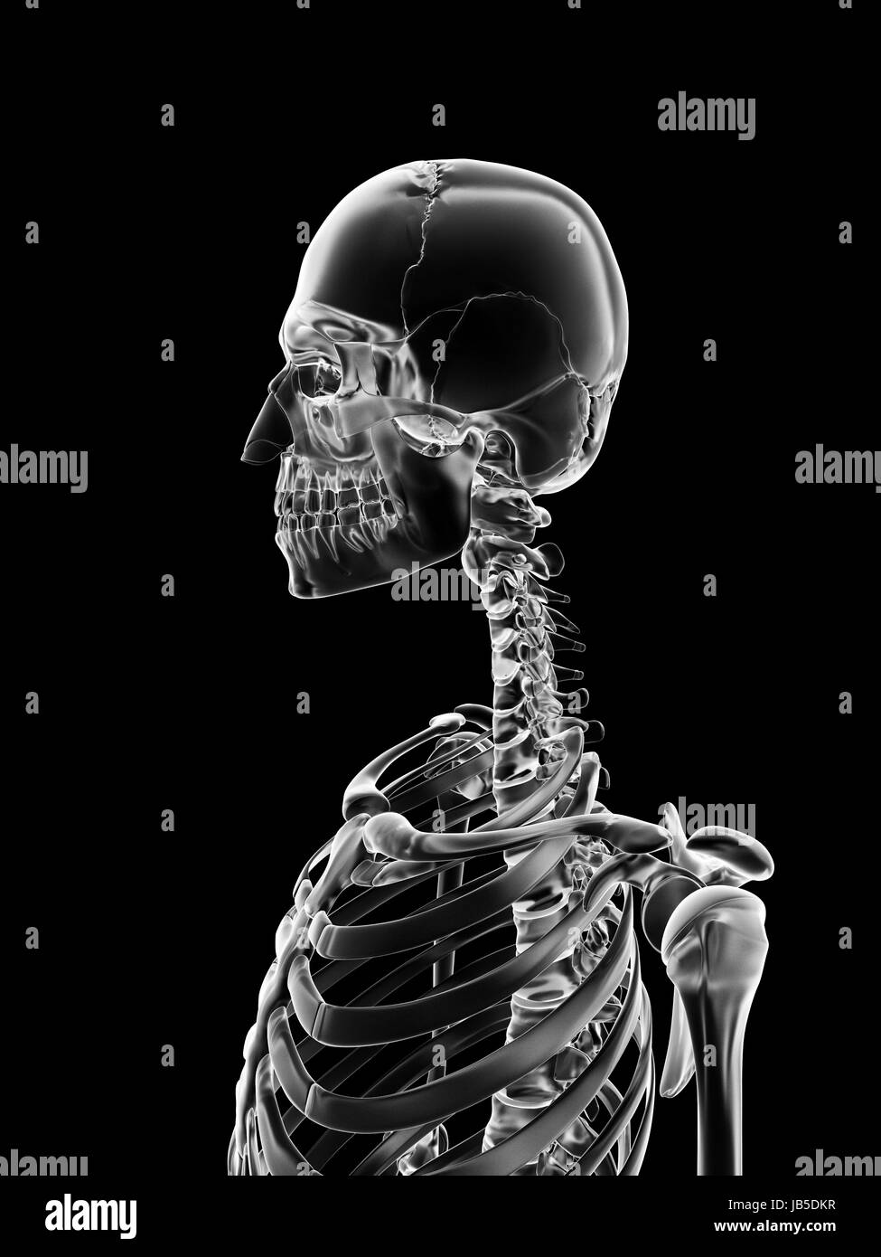 Illustration médicale du crâne et du cou Banque D'Images