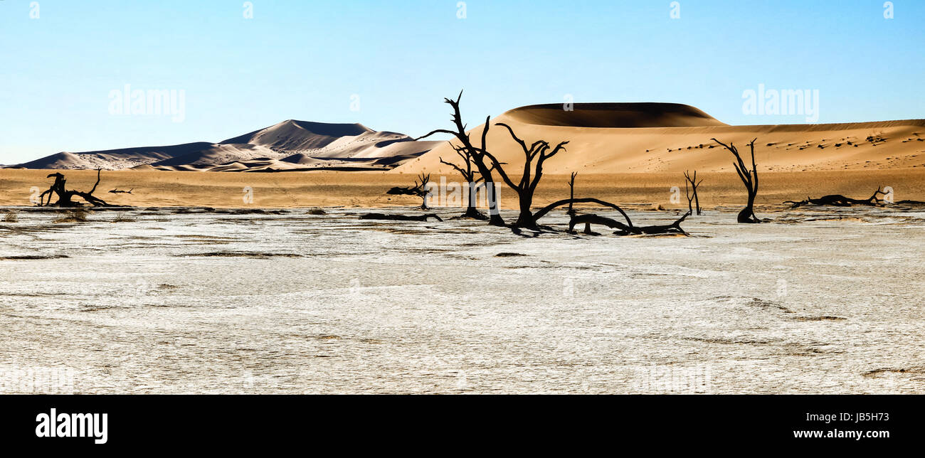 Les arbres morts et les dunes dans un marais salant. Désert brûlant. Banque D'Images