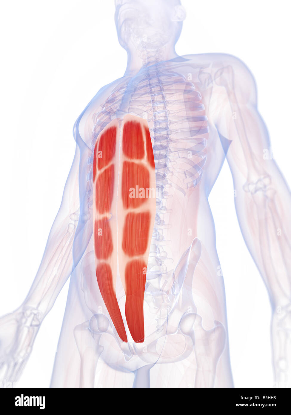 Muscles abdominaux anatomie Banque de photographies et d’images à haute ...