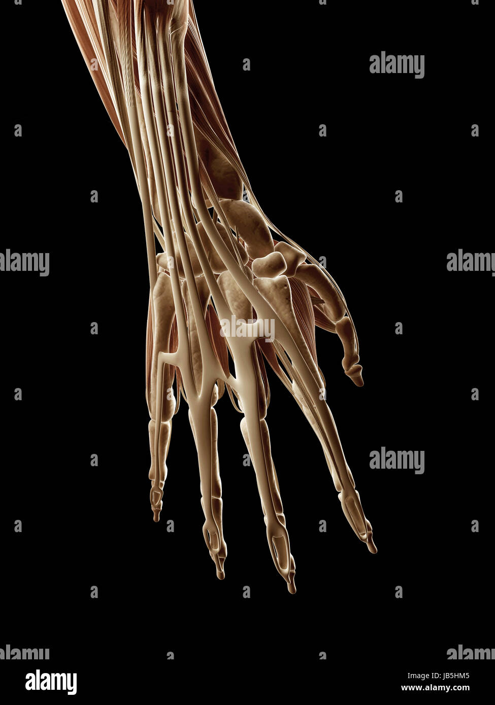 Illustration médicale des muscles de la main Banque D'Images